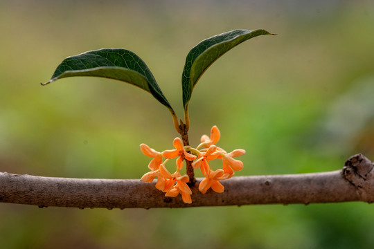 桂花