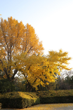 天坛公园内古老的银杏树秋季金黄