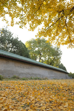 金秋天坛公园古建筑与银杏树
