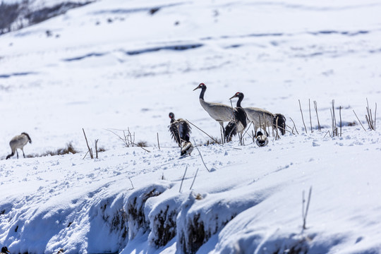 雪地觅食黑颈鹤