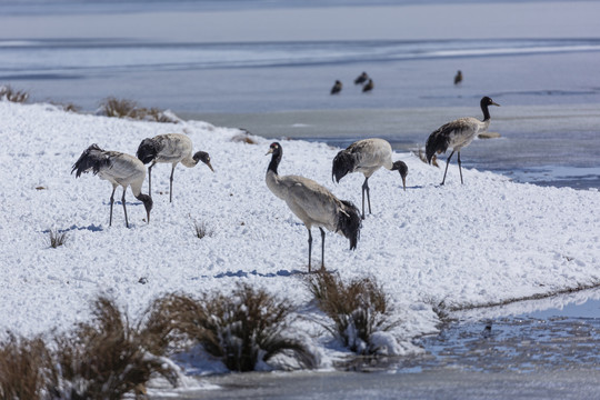 大海子湿地雪地觅食黑颈鹤