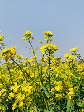 油菜花