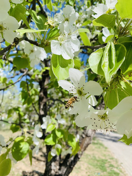 蜜蜂采花