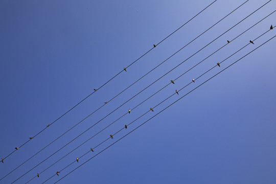 燕子和电线