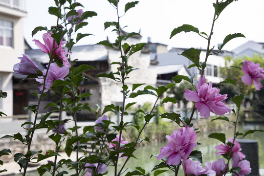 木槿花和古村