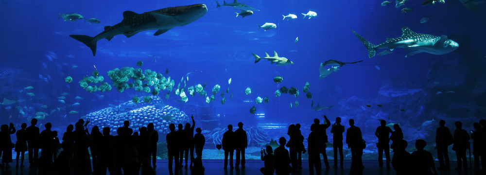 水族馆珠海长隆海洋王国