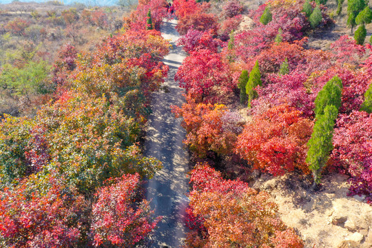 航拍济南红山翠谷景区的漫山红叶