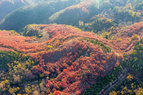 航拍济南红山翠谷景区的漫山红叶