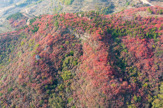 航拍济南章丘莲花山红叶