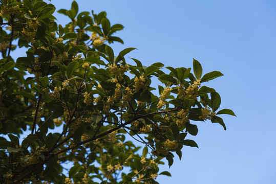 桂花树