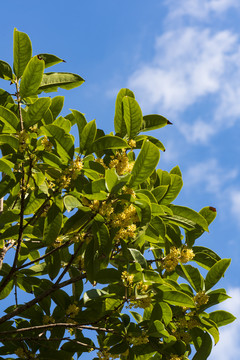 桂花树