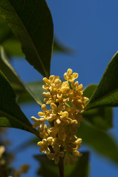 桂花枝