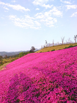 芝樱