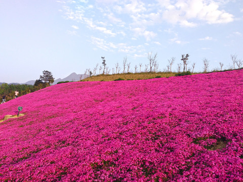 芝樱