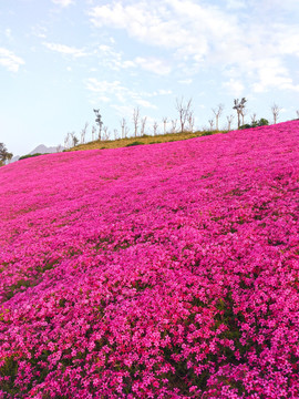 芝樱