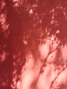 红墙树影