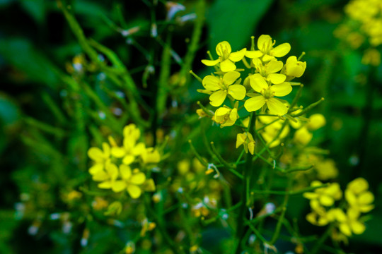 油菜花