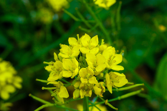 油菜