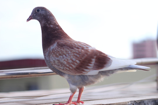 鸽子