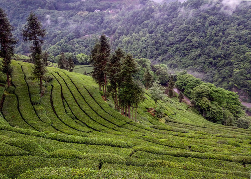 生态茶园