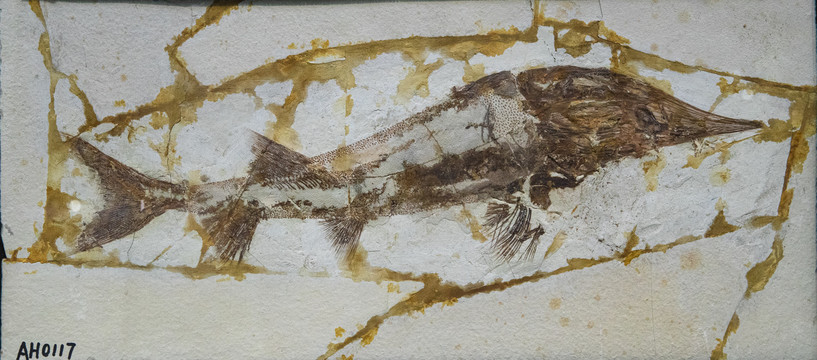 鲟鱼化石