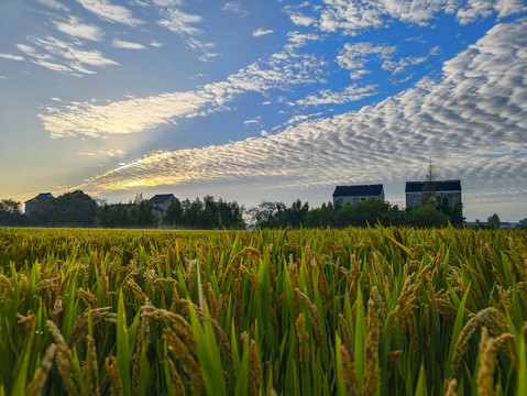 稻田稻米风景