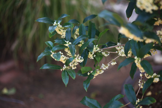 桂花