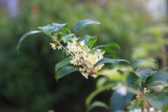 桂花