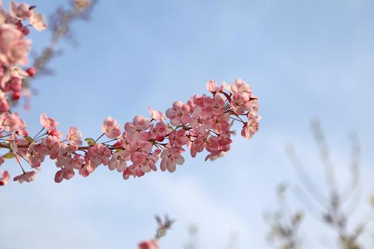 海棠花