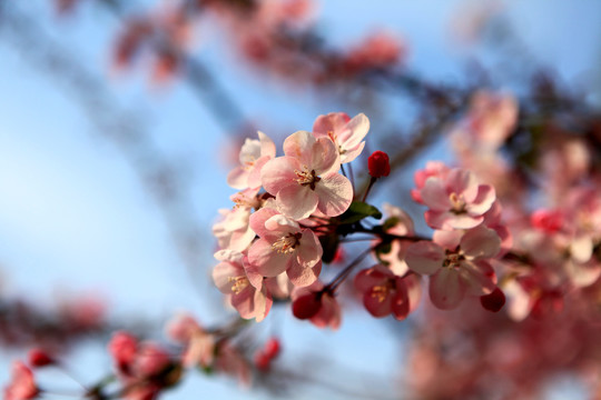 海棠花