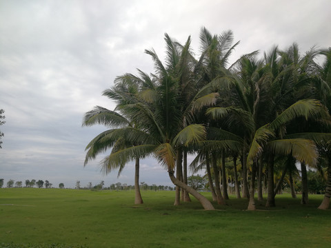 椰子树草坪