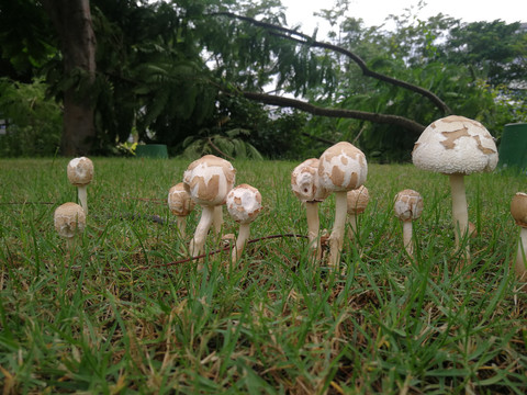 草坪上蘑菇