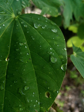 绿叶上的雨珠