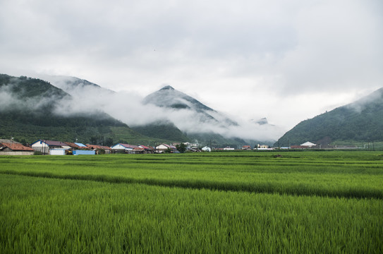 清晨大雾稻田