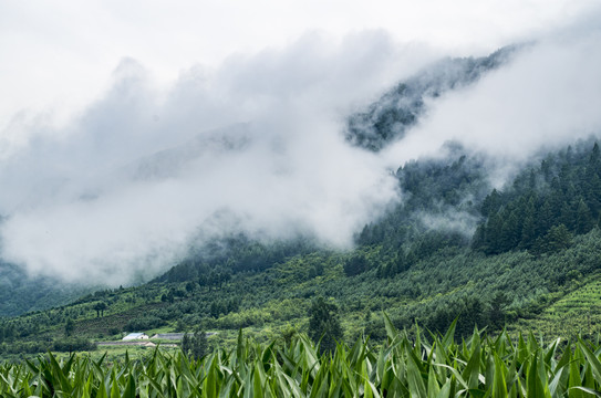 大雾高山玉米地