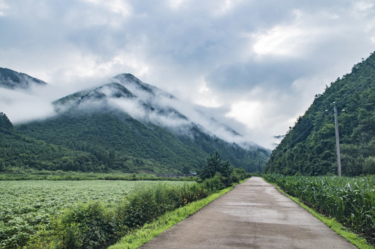 大雾高山玉米地