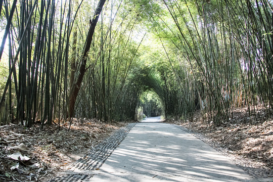 竹林小道竹径