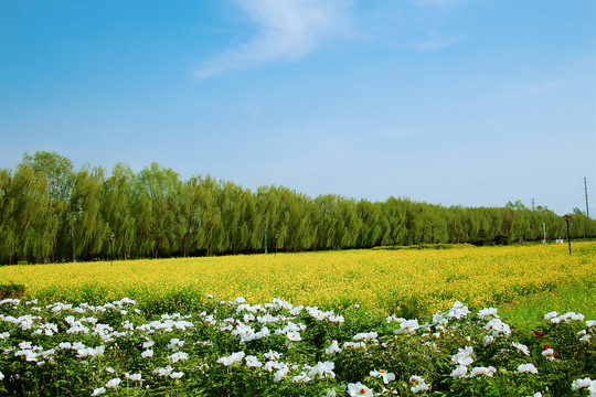 油菜花