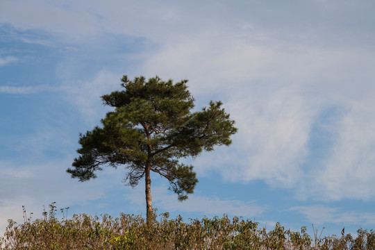 松树