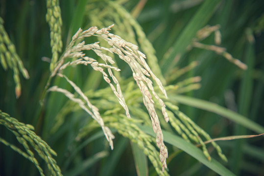 有害的白粒白穗水稻