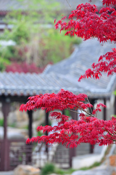 中式园林红叶