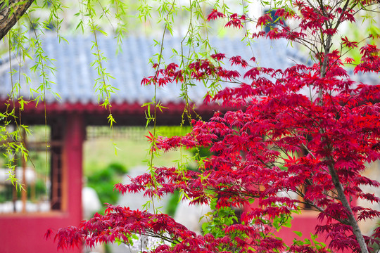 中式园林红枫树