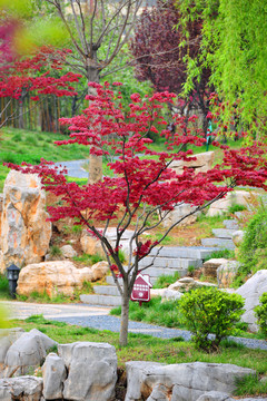 公园红枫树
