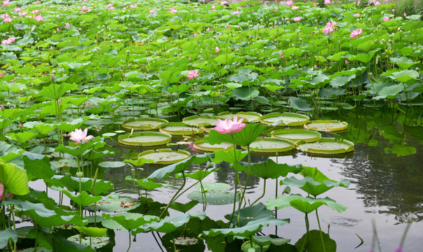 荷花