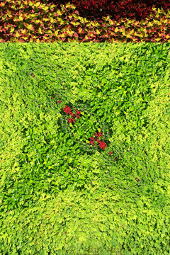 绿植墙