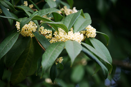 桂花枝