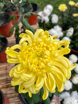 菊花