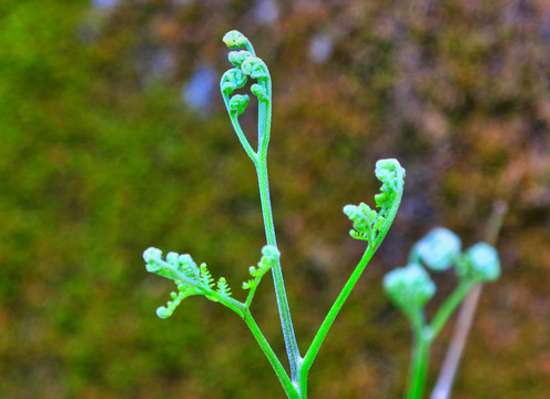 蕨与植物