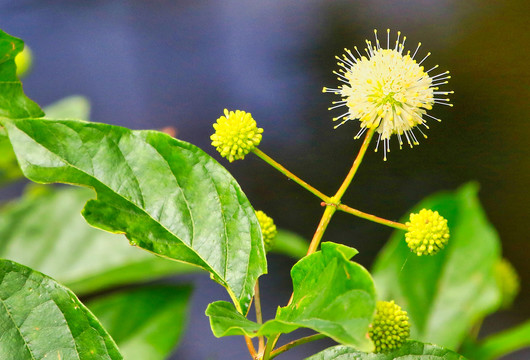 风箱树