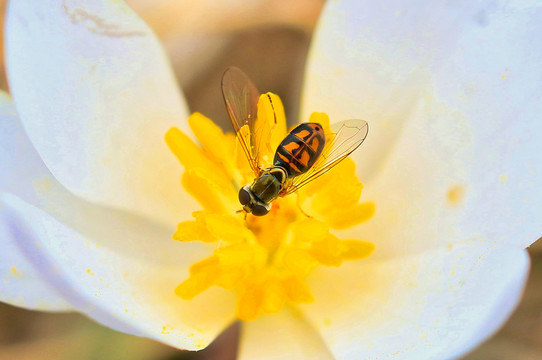 食蚜蝇与鲜花